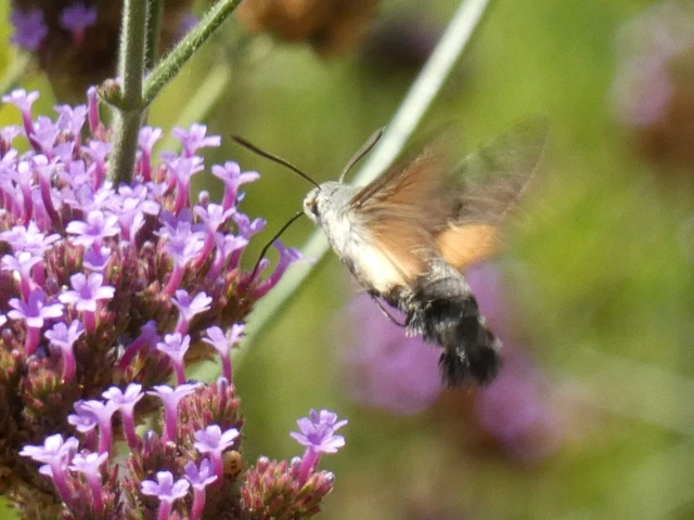 Macroglossum stellatarum - kacsafarkú szender