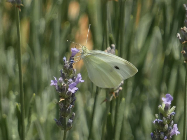 Pieris rapae - répalepke