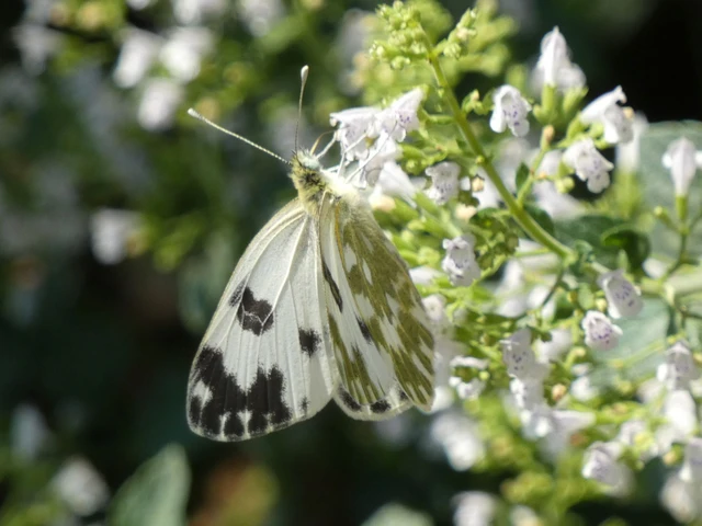 Pontia edusa - rezedalepke