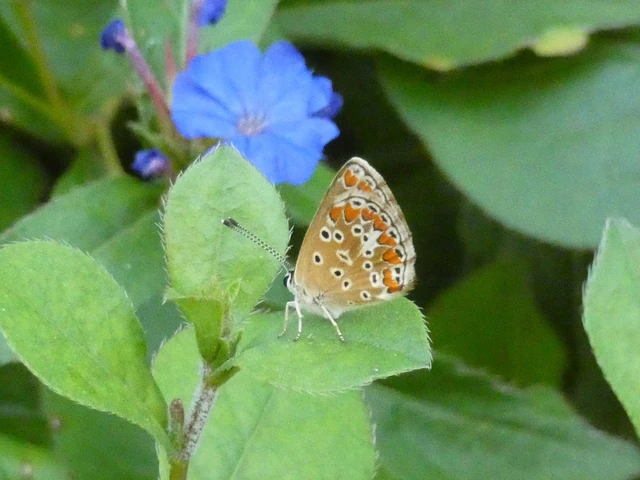 Aricia agestis - szerecsenboglárka