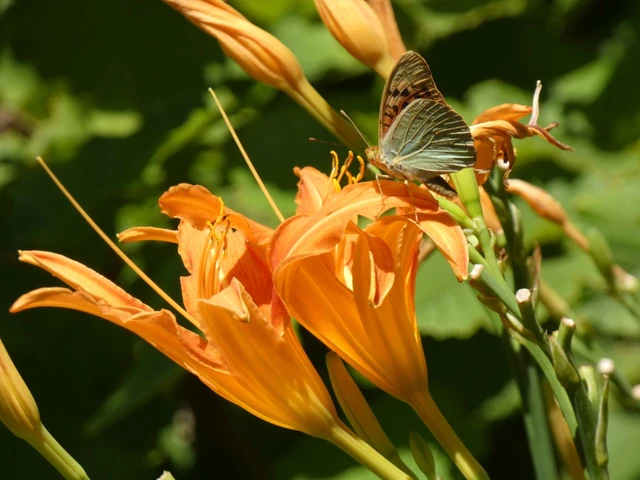 Argynnis pandora - zöldes gyöngyházlepke