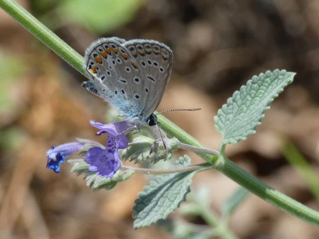 Polyommatus icarus - közönséges boglárka