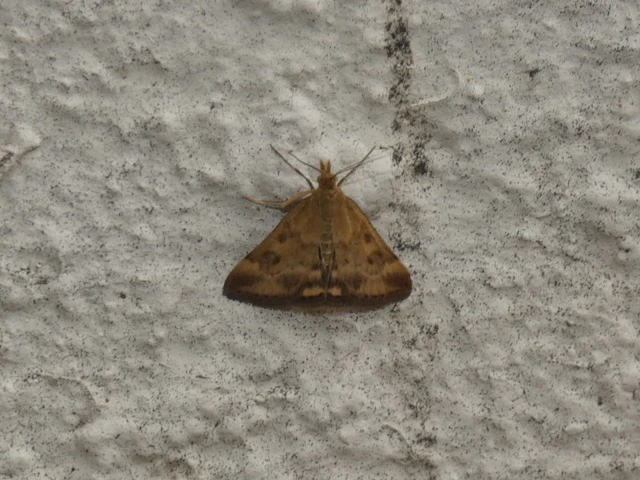 Microlepidoptera - Molylepkék
