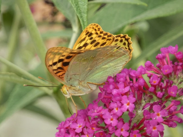 Argynnis pandora - zöldes gyöngyházlepke