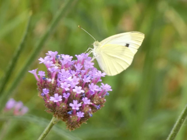 Pieris rapae - répalepke