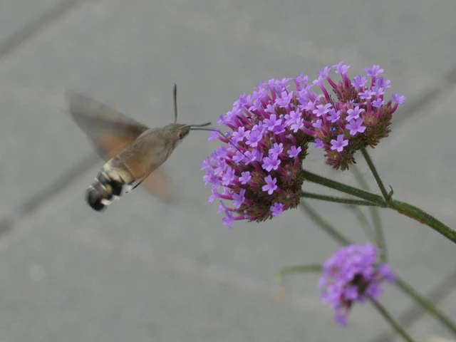 Macroglossum stellatarum - kacsafarkú szender