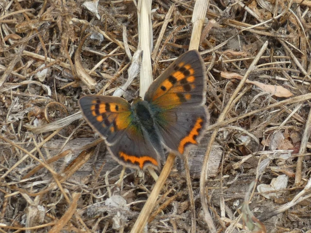 Lycaena phlaeas - közönséges tűzlepke