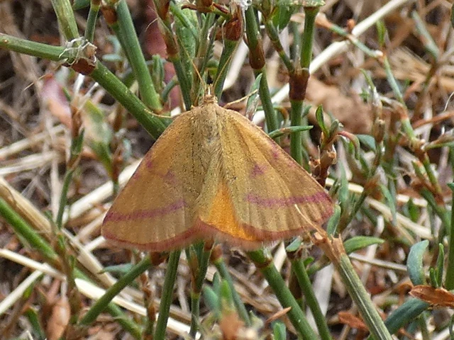 Lythria purpuraria - bíborsávos araszoló