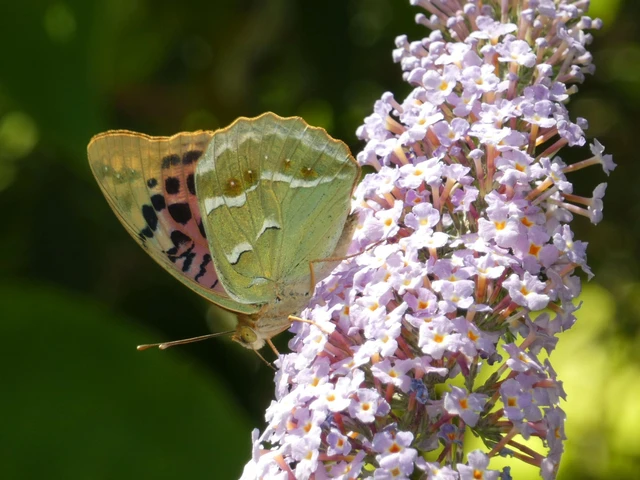Argynnis pandora - zöldes gyöngyházlepke