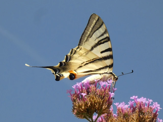 Iphiclides podalirius - kardoslepke