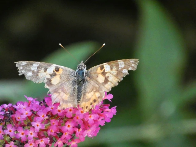 Vanessa cardui - bogáncslepke