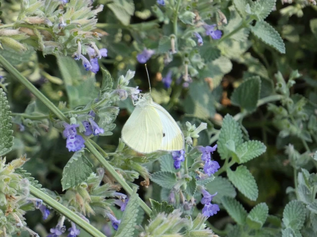 Pieris rapae - répalepke