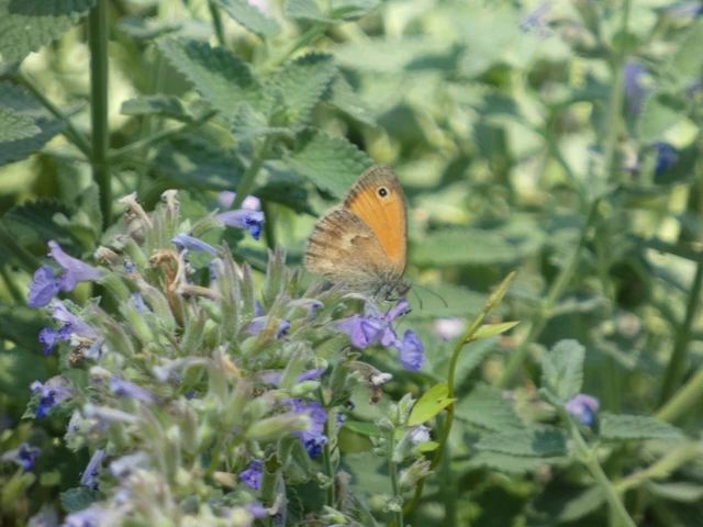 Coenonympha pamphilus - kis szénalepke