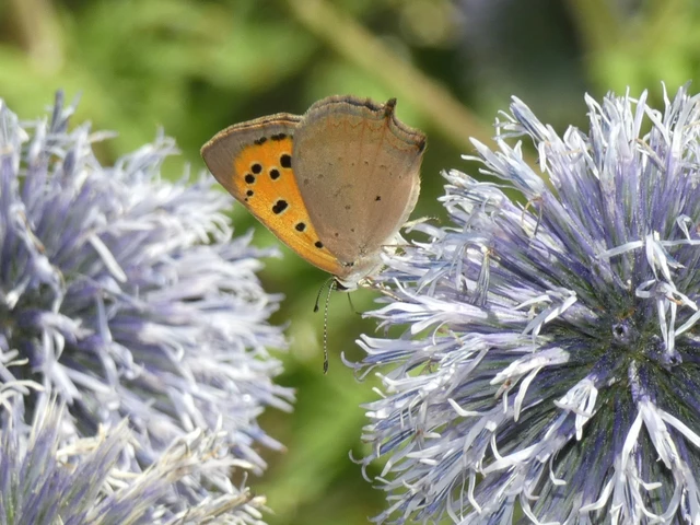 Lycaena phlaeas - közönséges tűzlepke