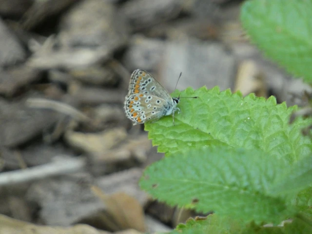 Aricia agestis - szerecsenboglárka