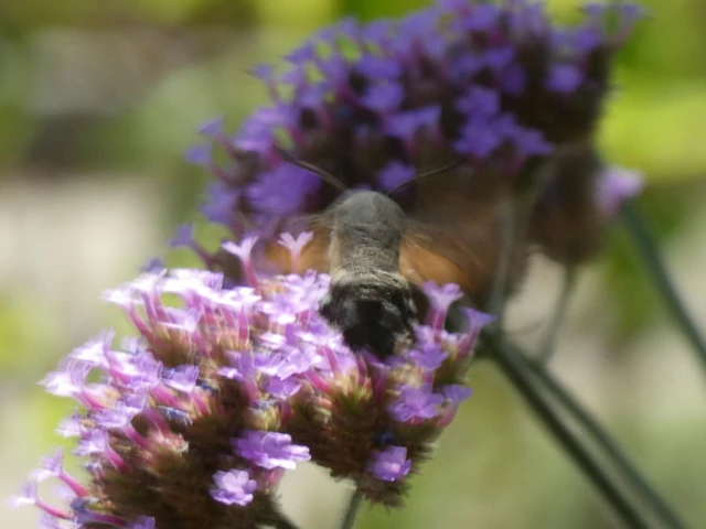 Macroglossum stellatarum - kacsafarkú szender