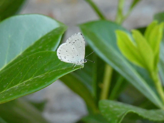Celastrina argiolus - bengeboglárka