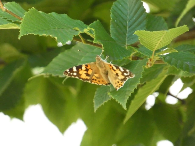 Vanessa cardui - bogáncslepke
