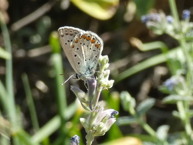Polyommatus icarus - közönséges boglárka