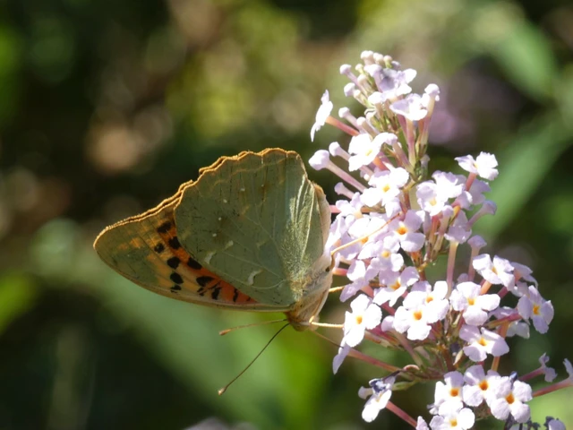 Argynnis pandora - zöldes gyöngyházlepke