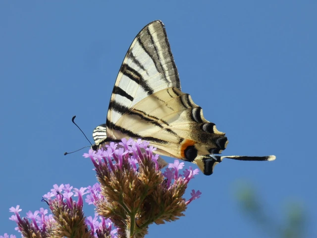 Iphiclides podalirius - kardoslepke