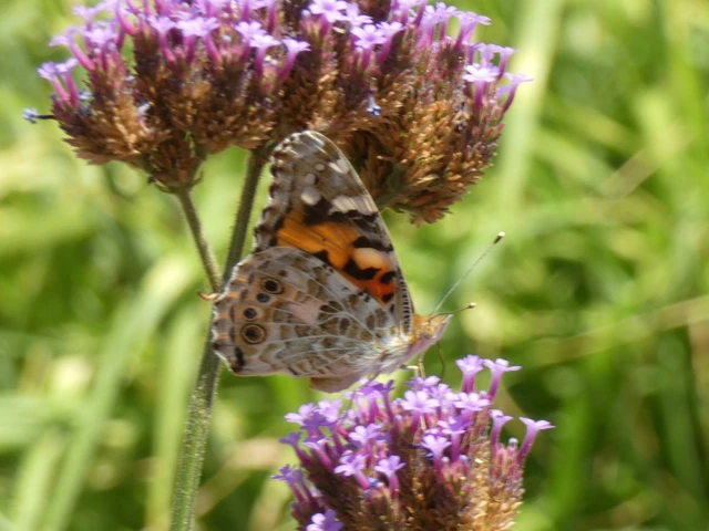 Vanessa cardui - bogáncslepke