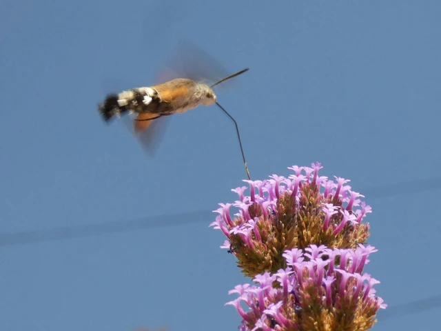Macroglossum stellatarum - kacsafarkú szender