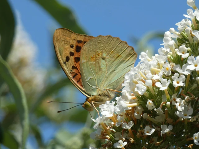 Argynnis pandora - zöldes gyöngyházlepke