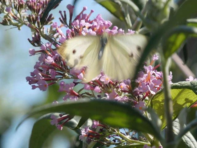 Pieris rapae - répalepke