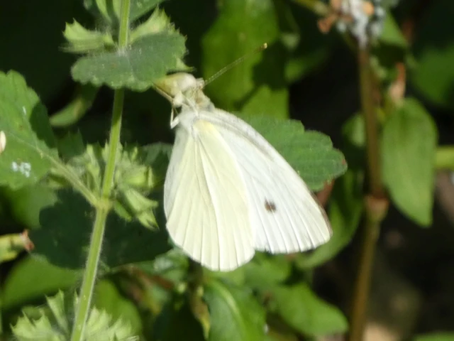 Pieris rapae - répalepke