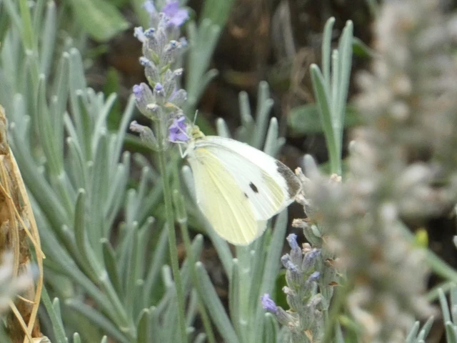 Pieris rapae - répalepke