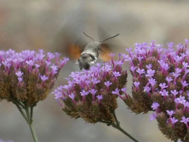 Macroglossum stellatarum - kacsafarkú szender