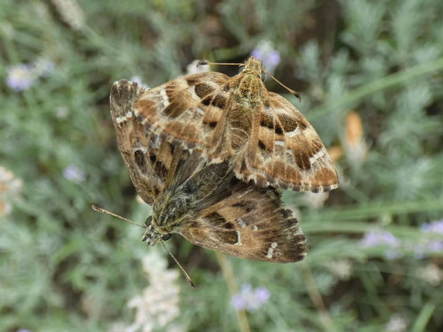 Carcharodus alceae - mályva-busalepke