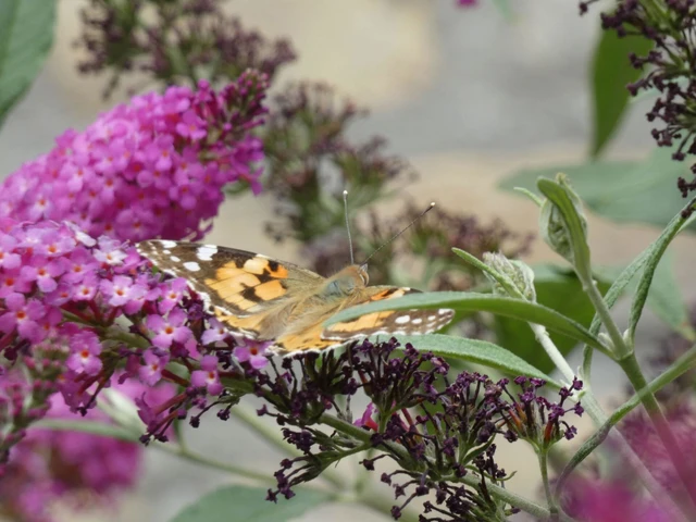 Vanessa cardui - bogáncslepke