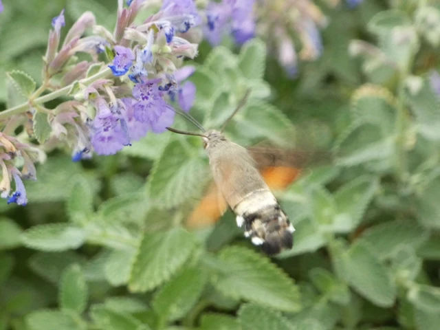 Macroglossum stellatarum - kacsafarkú szender