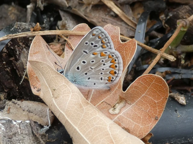 Polyommatus icarus - közönséges boglárka
