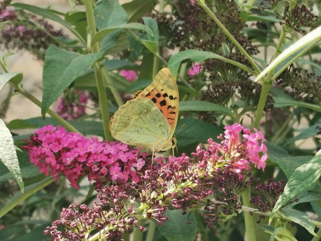 Argynnis pandora - zöldes gyöngyházlepke