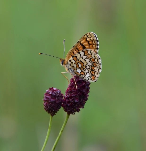 Melitaea phoebe - nagy tarkalepke