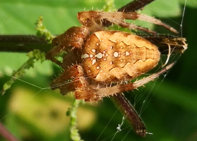 Araneae - Pókok