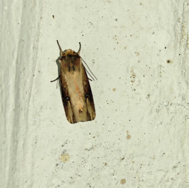 Axylia putris - vonalkás földibagoly