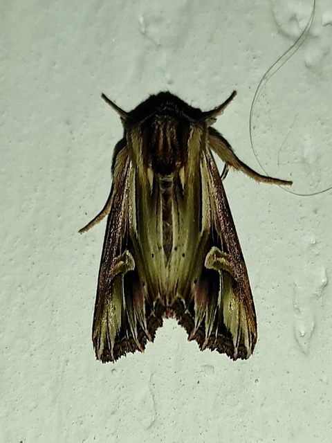 Actinotia polyodon - nagy sugarasbagoly