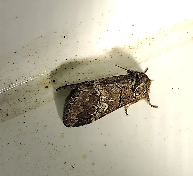 Drymonia querna - tölgyfa-púposszövő
