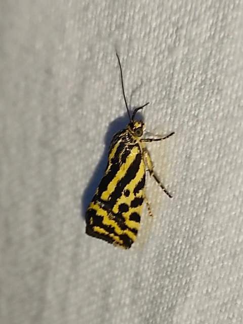 Emmelia trabealis - zebrabagoly