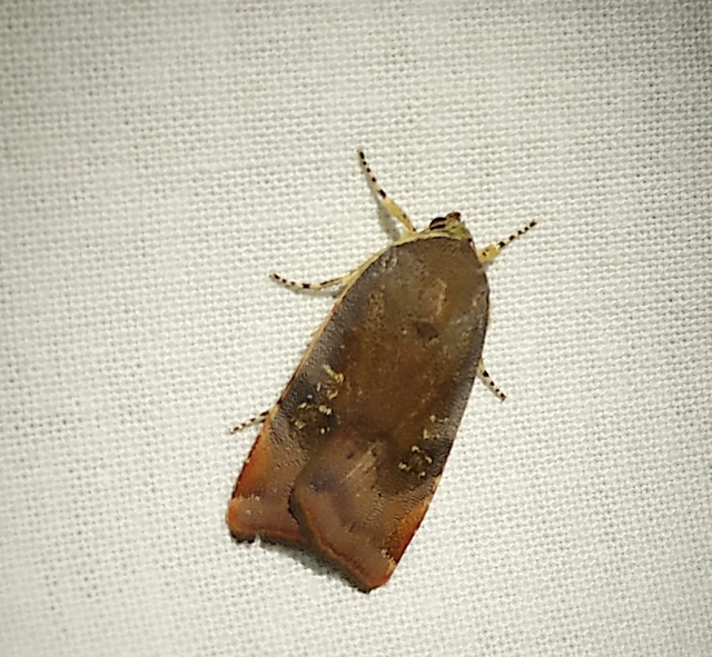 Noctua janthe/janthina