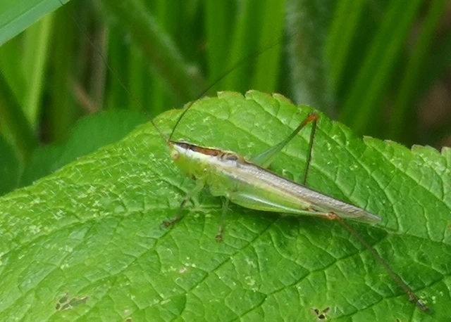 Orthoptera - Egyenesszárnyúak