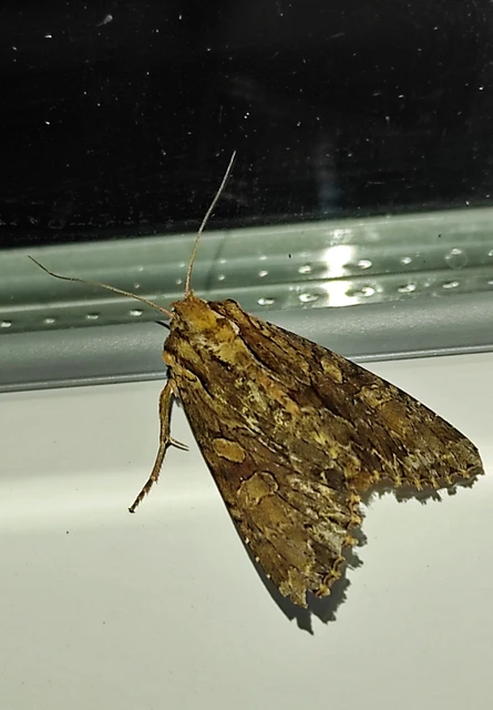 Apamea monoglypha - nagy dudvabagoly