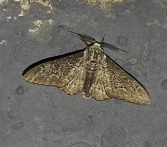 Biston betularia - szürkepettyes araszoló