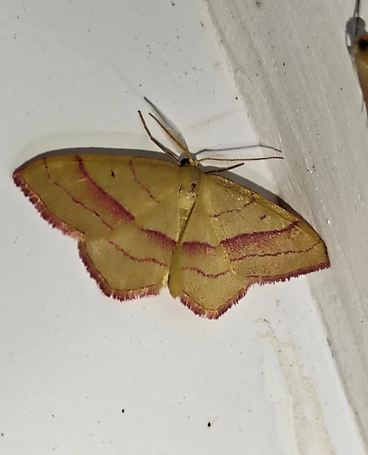 Rhodostrophia vibicaria - pirosszélű araszoló