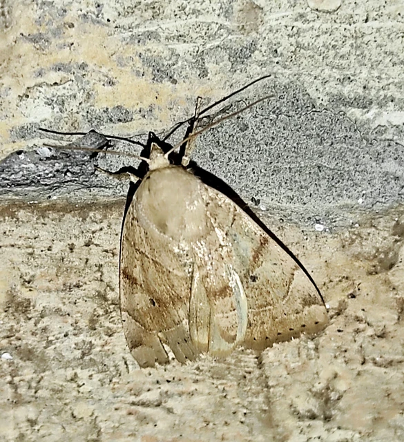 Cosmia trapezina - közönséges lombbagoly
