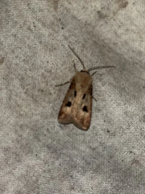 Agrotis exclamationis - felkiáltójeles földibagoly
